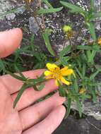 Sivun Helianthus porteri (A. Gray) J. F. Pruski kuva