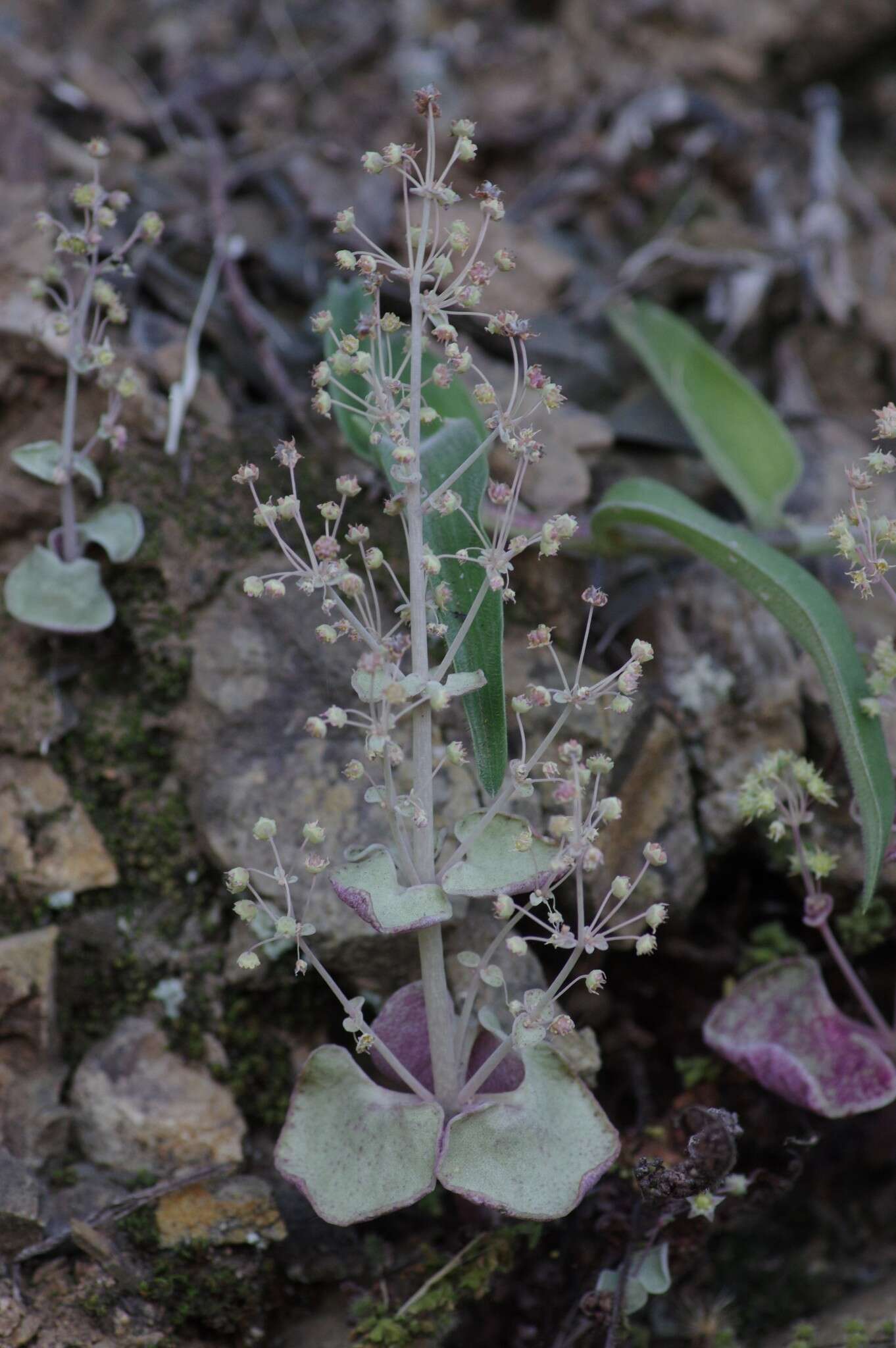 Image of Crassula cordata Thunb.