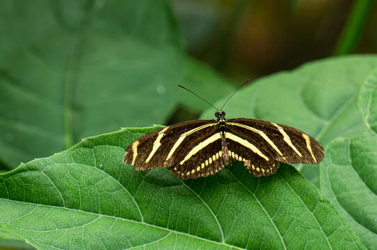 Image of Zebra Longwing