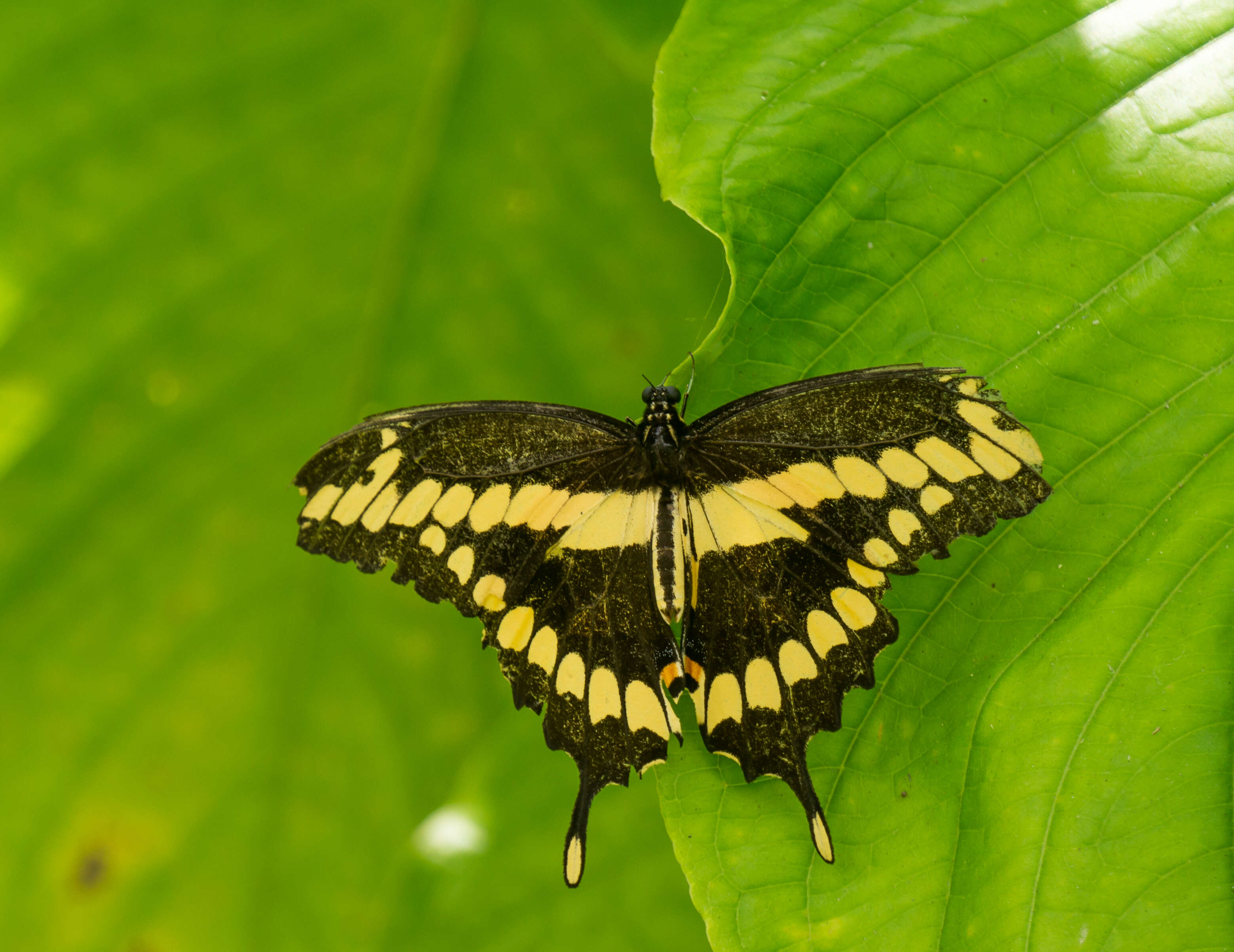 Image of Eastern Giant Swallowtail