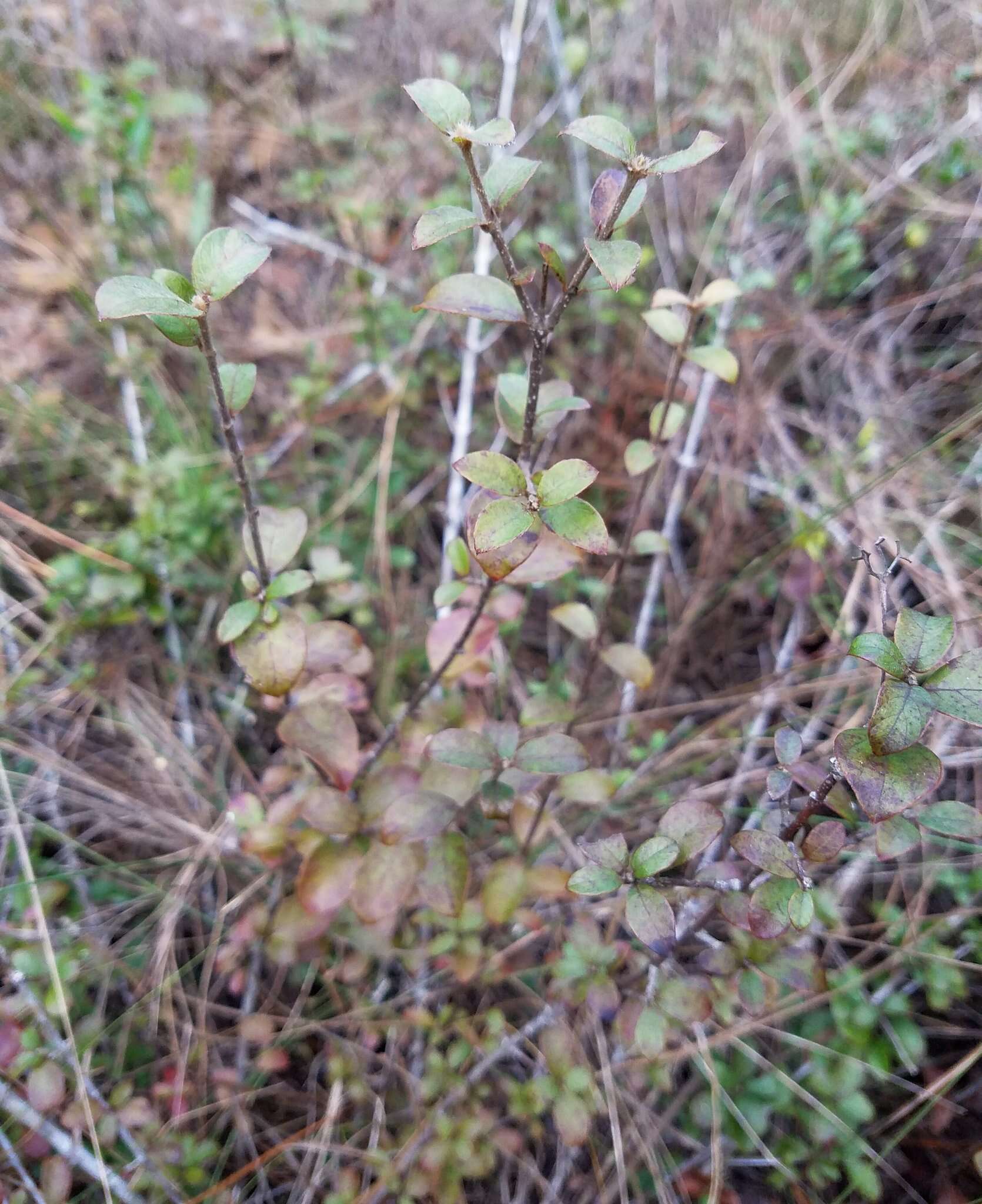 Image of Hammock Velvetseed