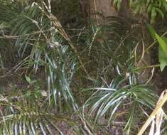 Image of Macrozamia lucida L. A. S. Johnson