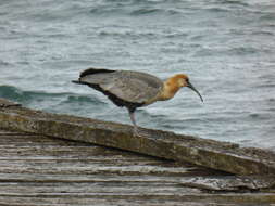 Image of Black-faced Ibis