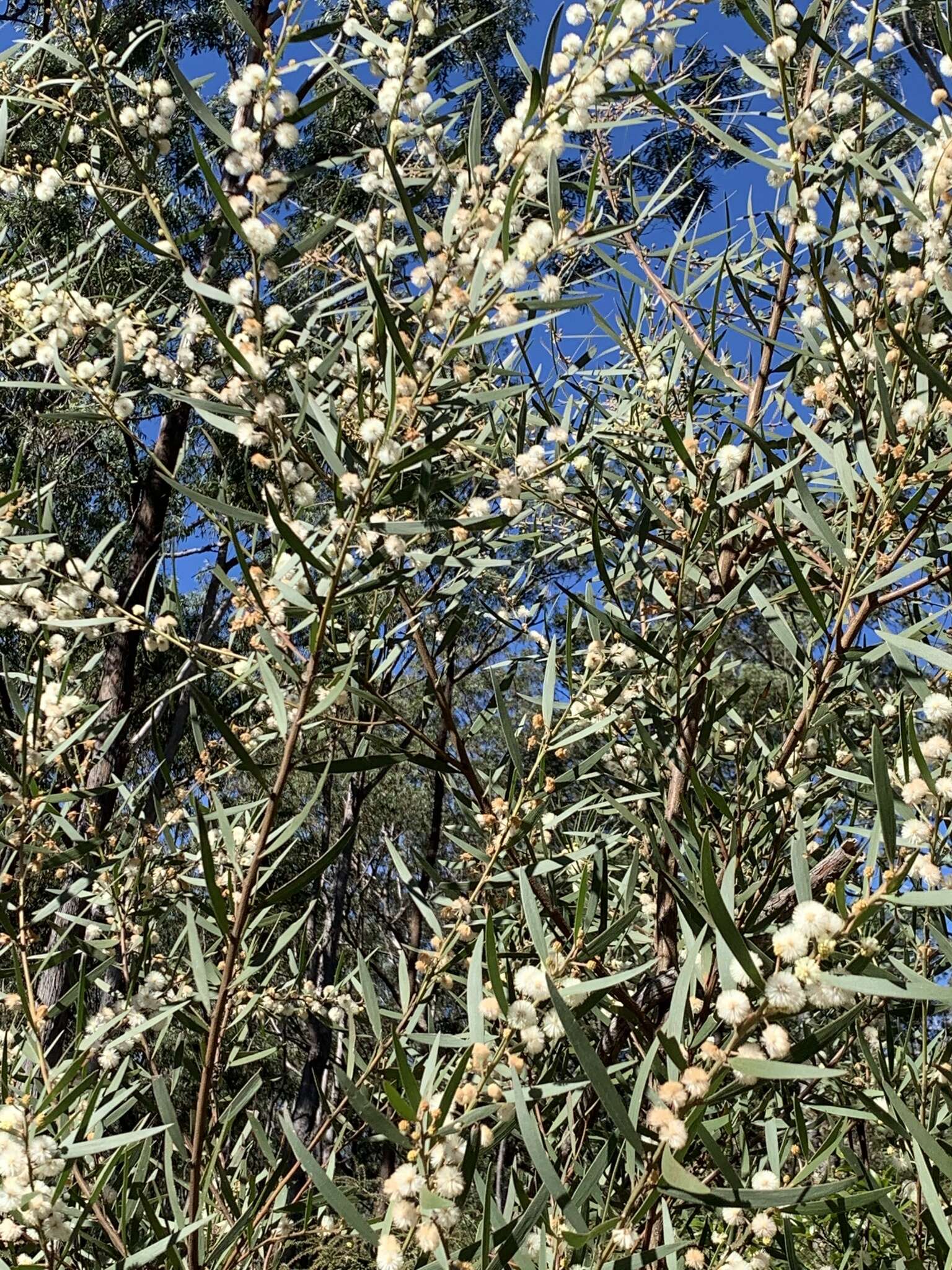 Image of Acacia baeuerlenii Maiden & R. T. Baker