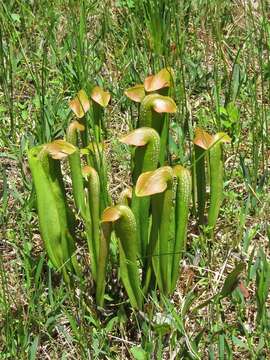 Image of Hooded Pitcherplant