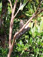 Image of Red-browed Treecreeper