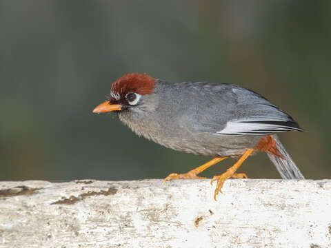 Image of Chestnut-capped Laughingthrush