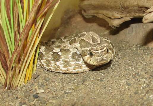 Imagem de Heterodon nasicus Baird & Girard 1852