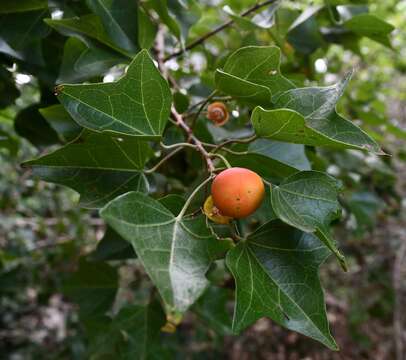 Imagem de Thespesia acutiloba (Bak. fil.) Exell & Mendonca