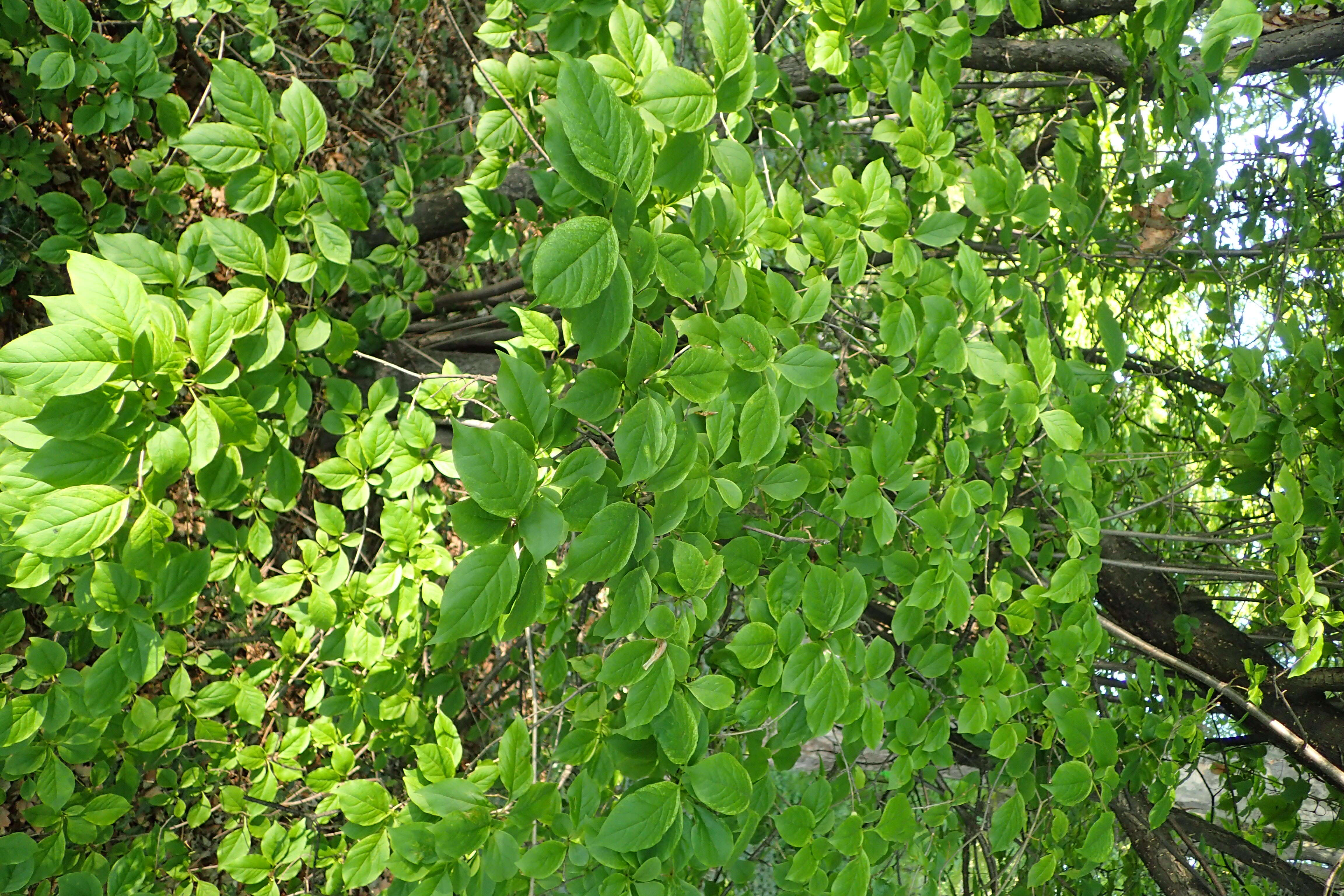 Image of Japanese Tree Lilac