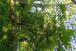 Image of Japanese Tree Lilac