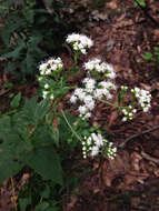 Plancia ëd Ageratina altissima (L.) R. King & H. Rob.