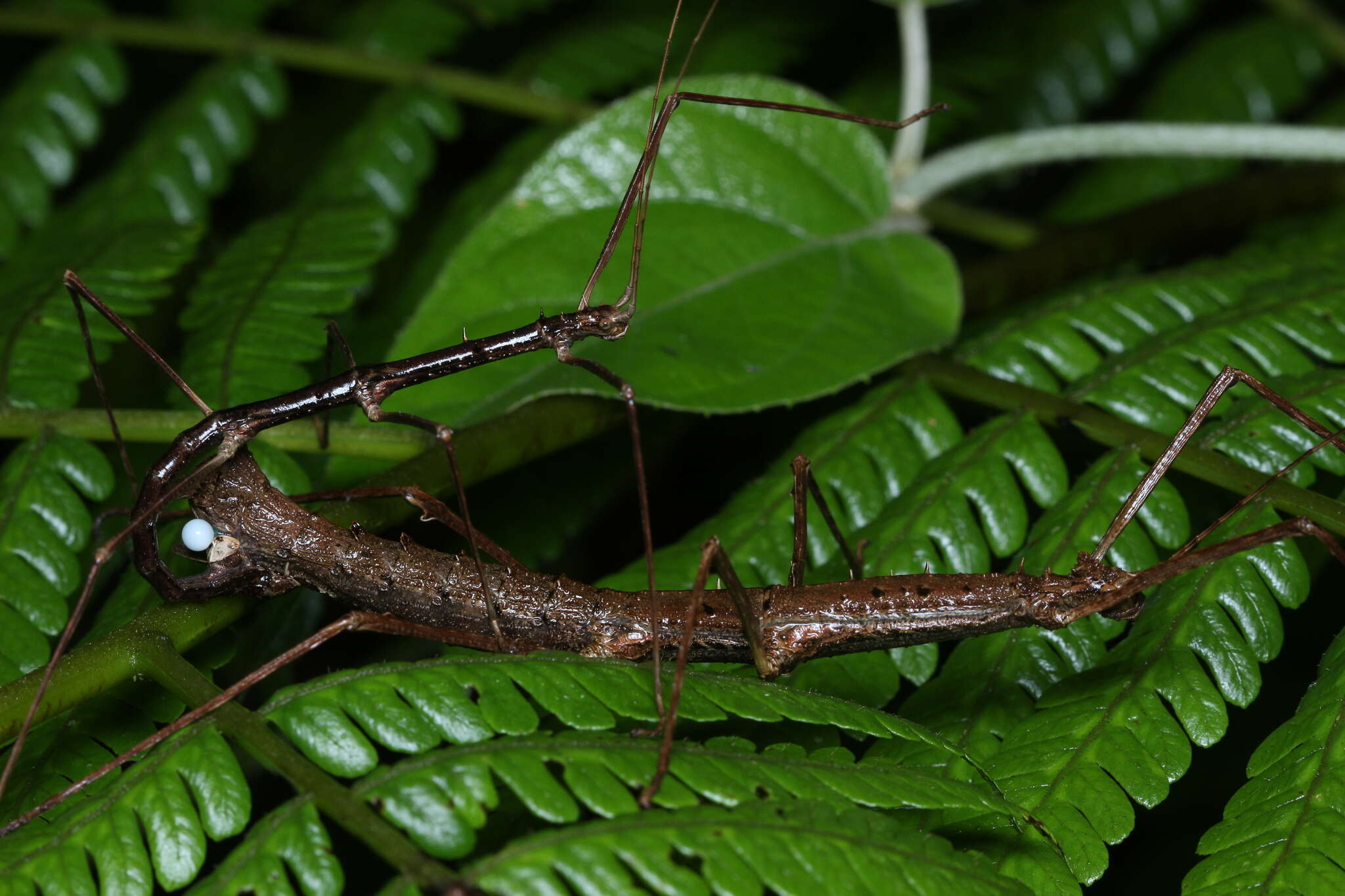 Image of Ceroys (Ceroys) spinosus Zompro 2004