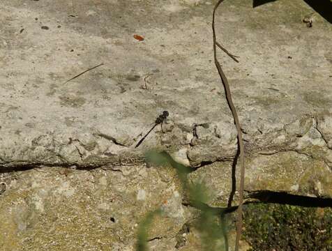 Слика од Macrothemis celeno (Selys ex Sagra 1857)