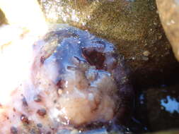 Image of Australostichopus Levin ex Moraes, Norhcote, Kalinin, Avilov, Silchenko & Dmitrenok 2004