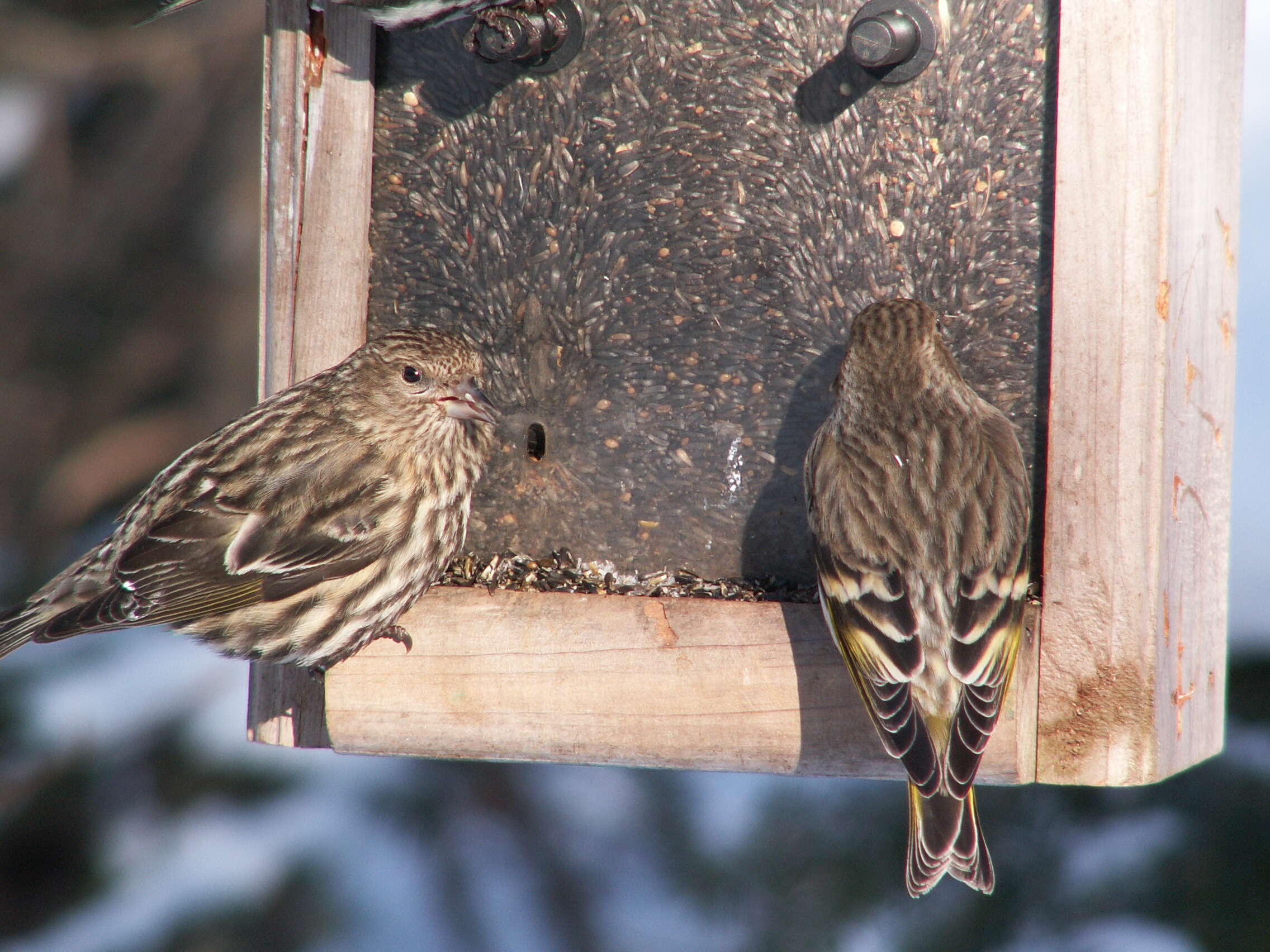 Image of Pine Siskin