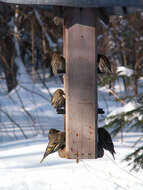 Image of Pine Siskin