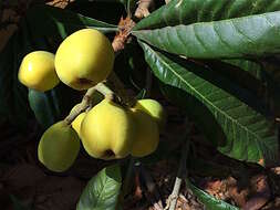 Image of loquat