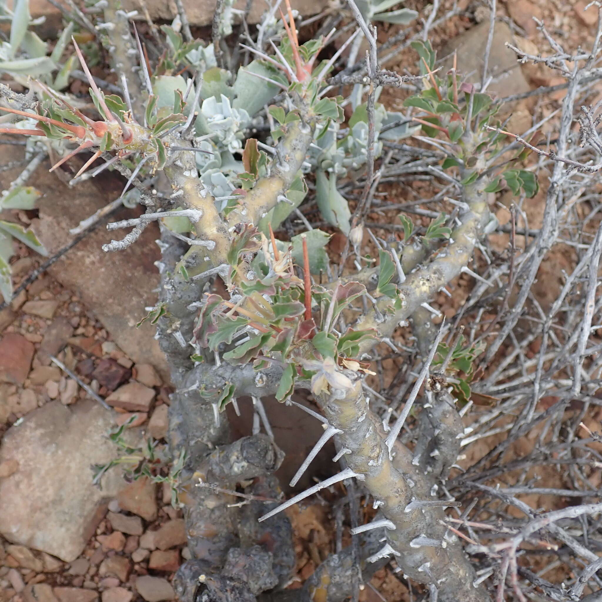 Image of Monsonia crassicaulis (S. E. A. Rehm) F. Albers