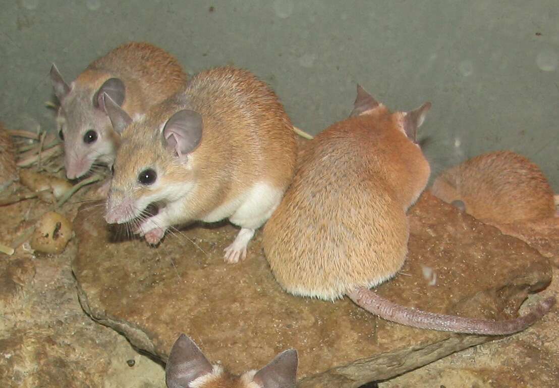 Image of spiny mice, forest mice, and relatives
