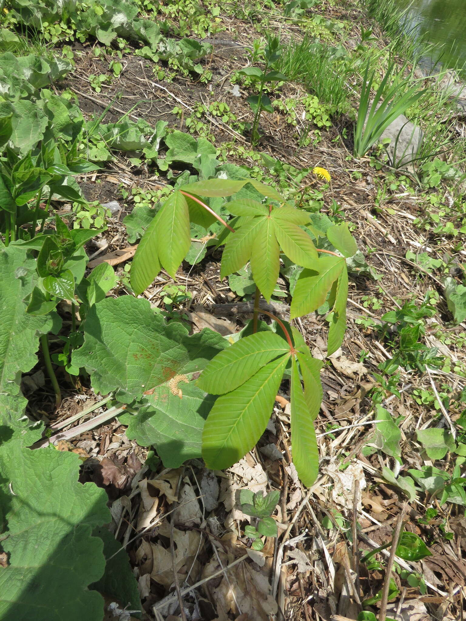 Imagem de Aesculus carnea Hayne