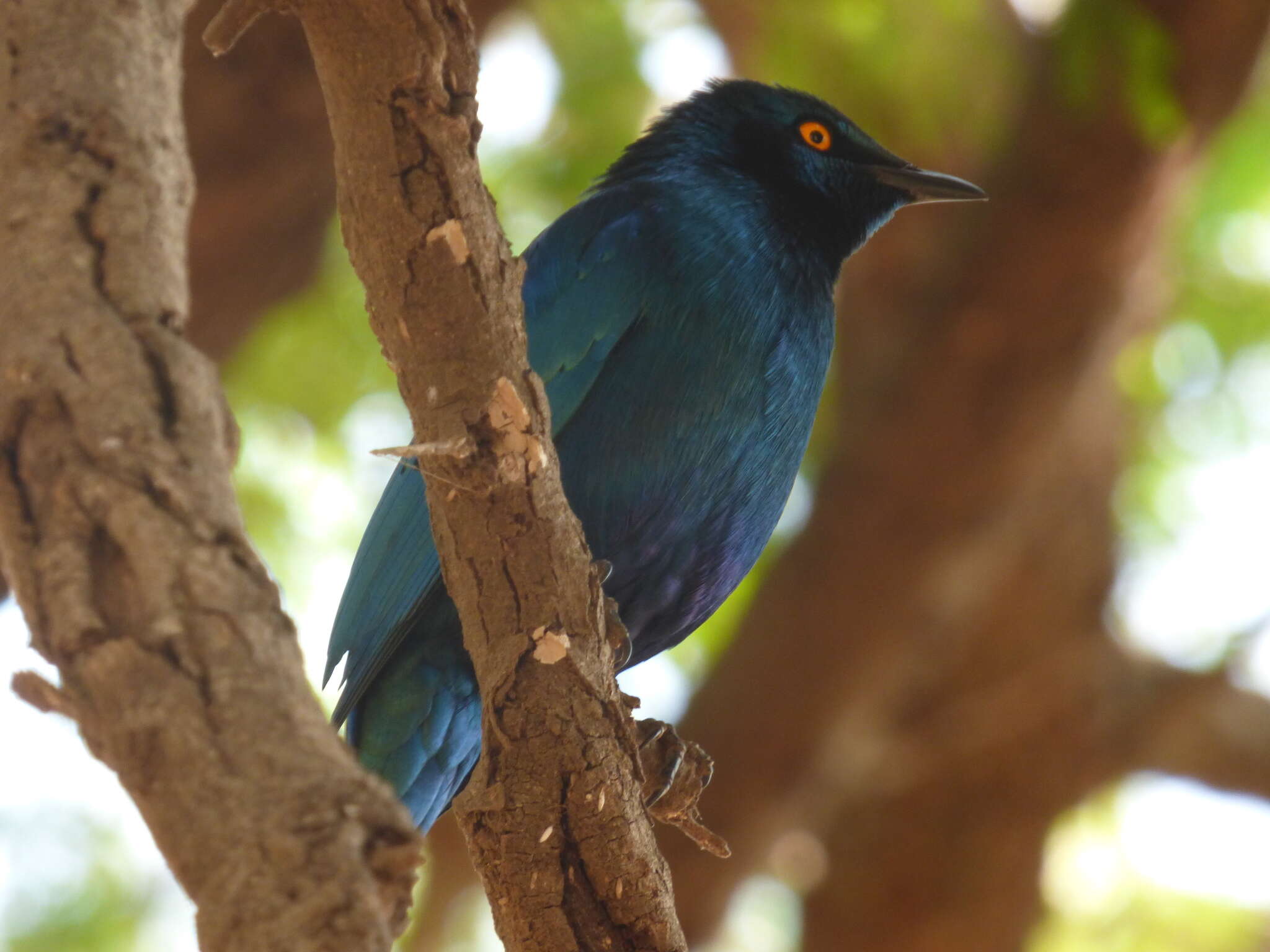 Image of Cape Glossy Starling