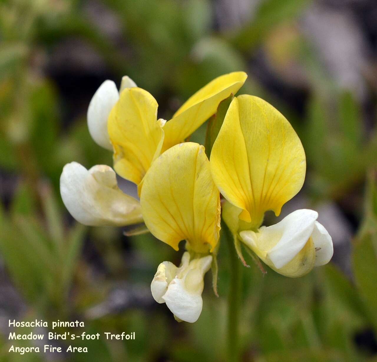 Image de Hosackia pinnata (Hook.) Abrams