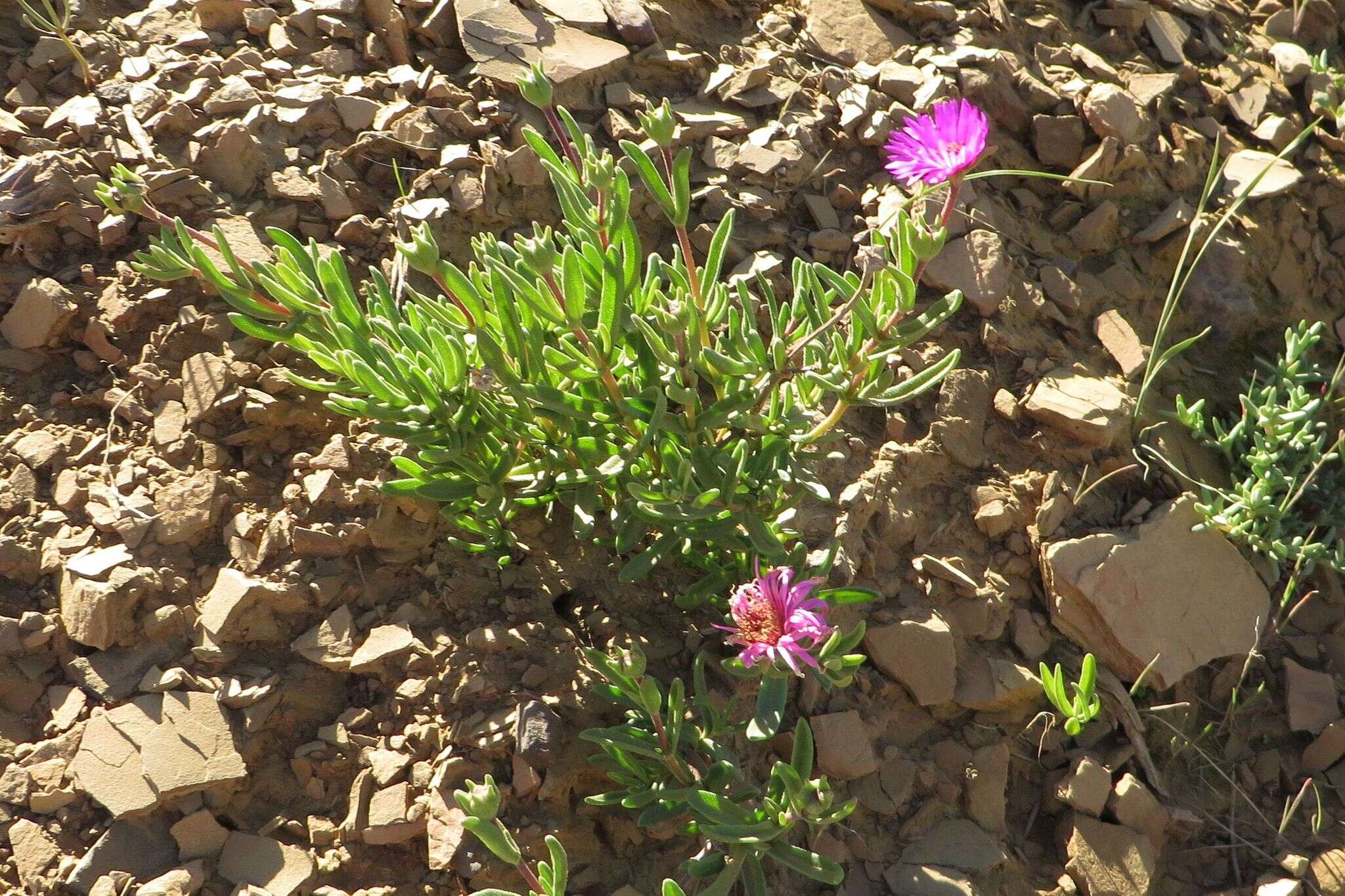 Image of Drosanthemum longipes (L. Bol.) Hartmann