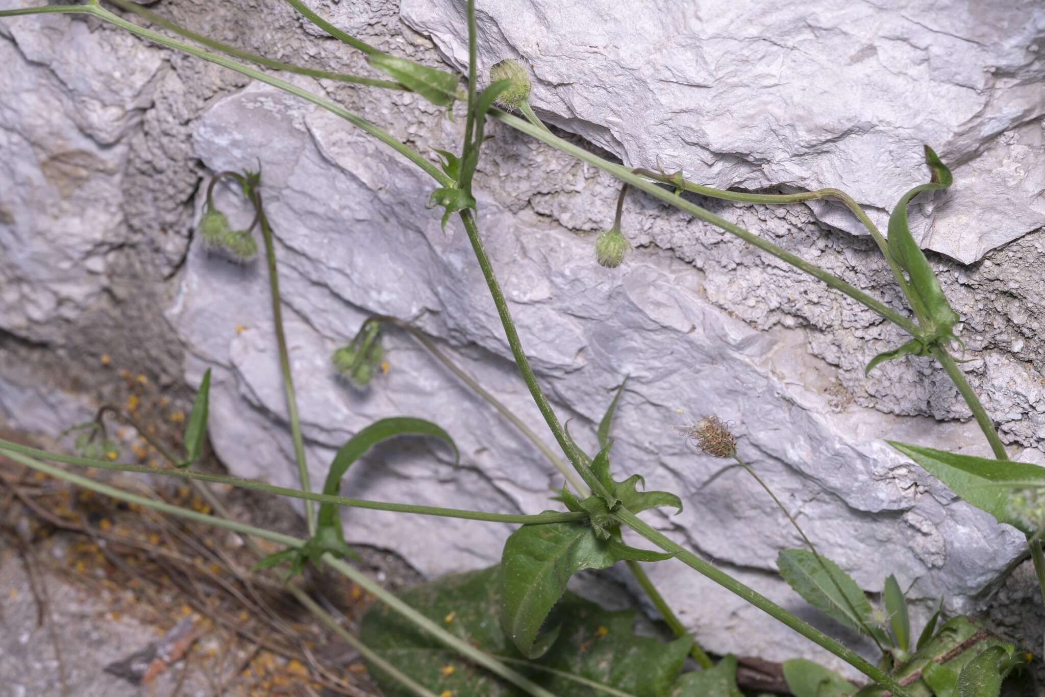 Image of Crepis commutata (Spreng.) W. Greuter