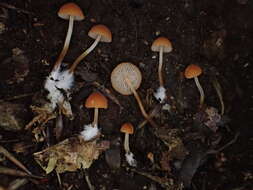 Image de Marasmius sullivantii Mont. 1856