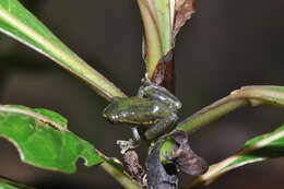 Image of Betsileo Reed Frog