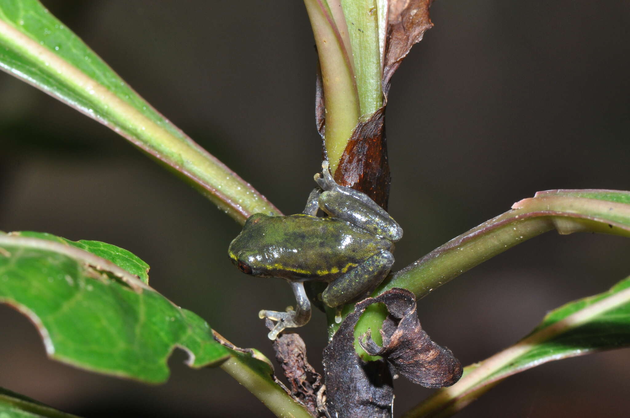 Image of Betsileo Reed Frog