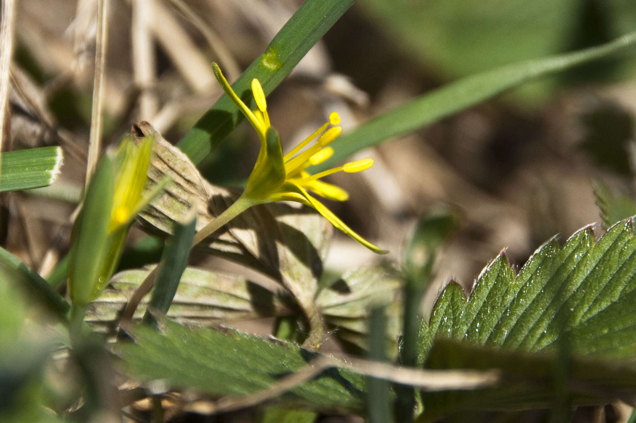 Image of Gagea pusilla (F. W. Schmidt) Sweet