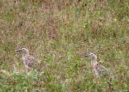 Image of Double-striped Thick-knee
