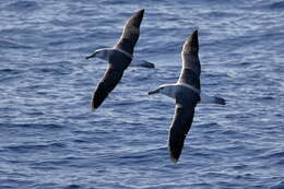 Image of Shy Albatross