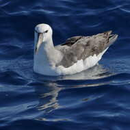 Image of Shy Albatross