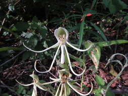 Habenaria macroceratitis Willd.的圖片