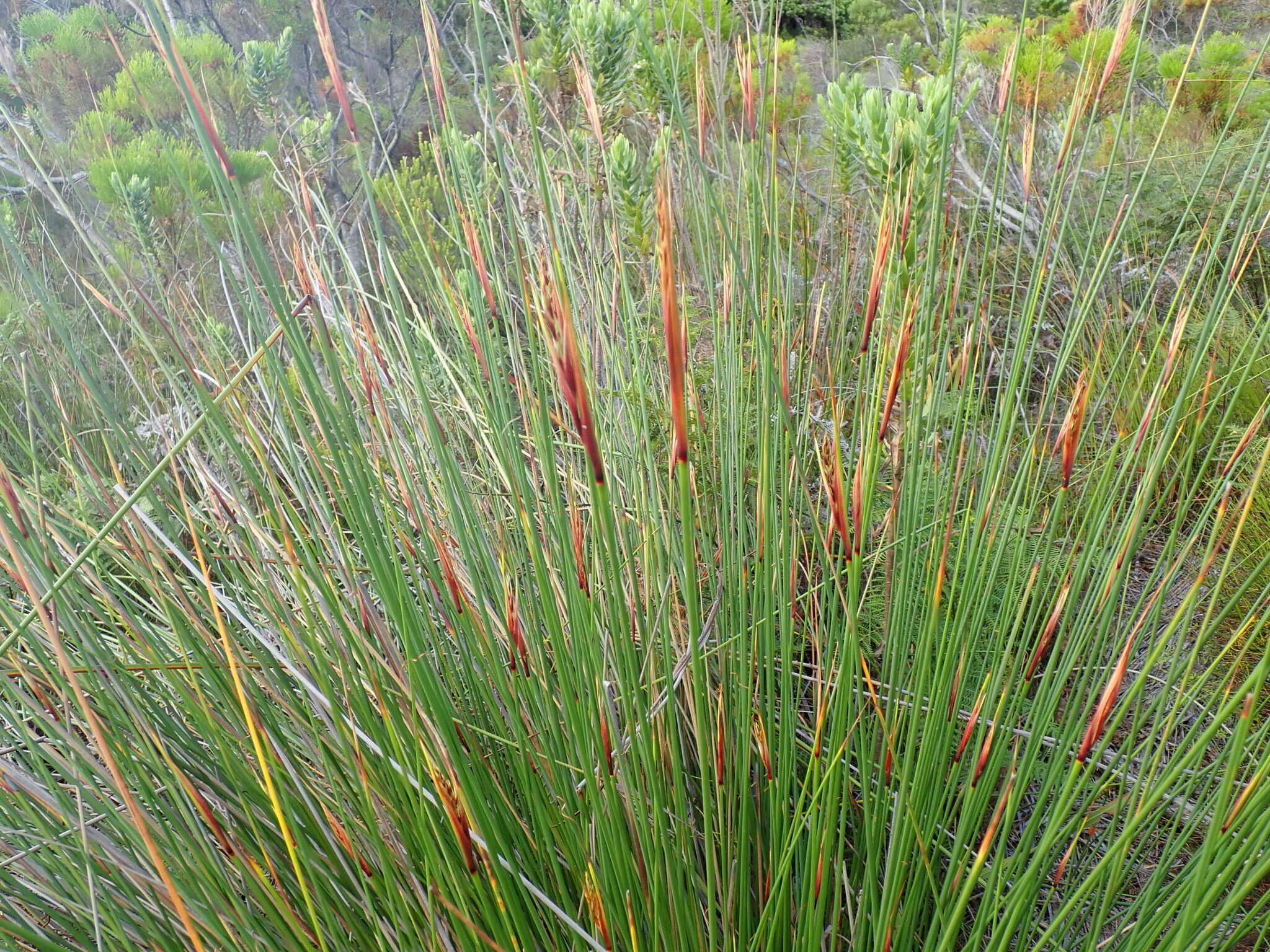 Image of Neesenbeckia punctoria (Vahl) Levyns