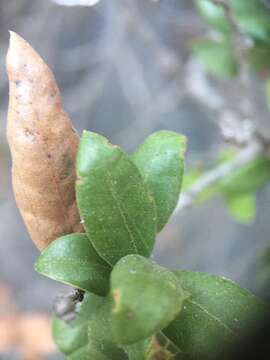 Image of Cedros Island Oak