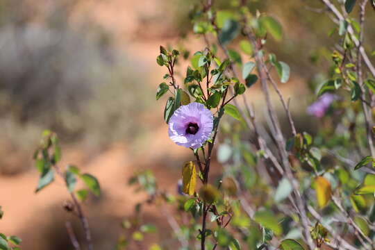 Image of Sturt's desert rose