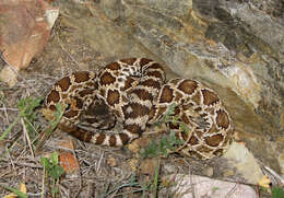 Crotalus oreganus helleri Meek 1905 resmi