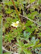 Image of Potentilla flagellaris Willd. ex Schltdl.