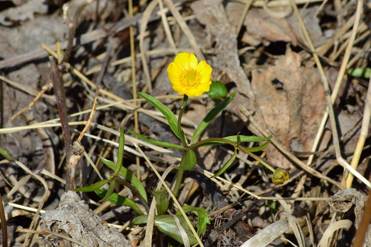 Image of Ranunculus monophyllus Ovcz.