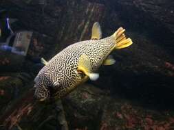 Image of Fresh Water Puffer Fish