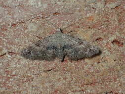 Image of Sigela Moth