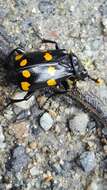 Nicrophorus (Nicrophorus) didymus (Brullé 1836) resmi