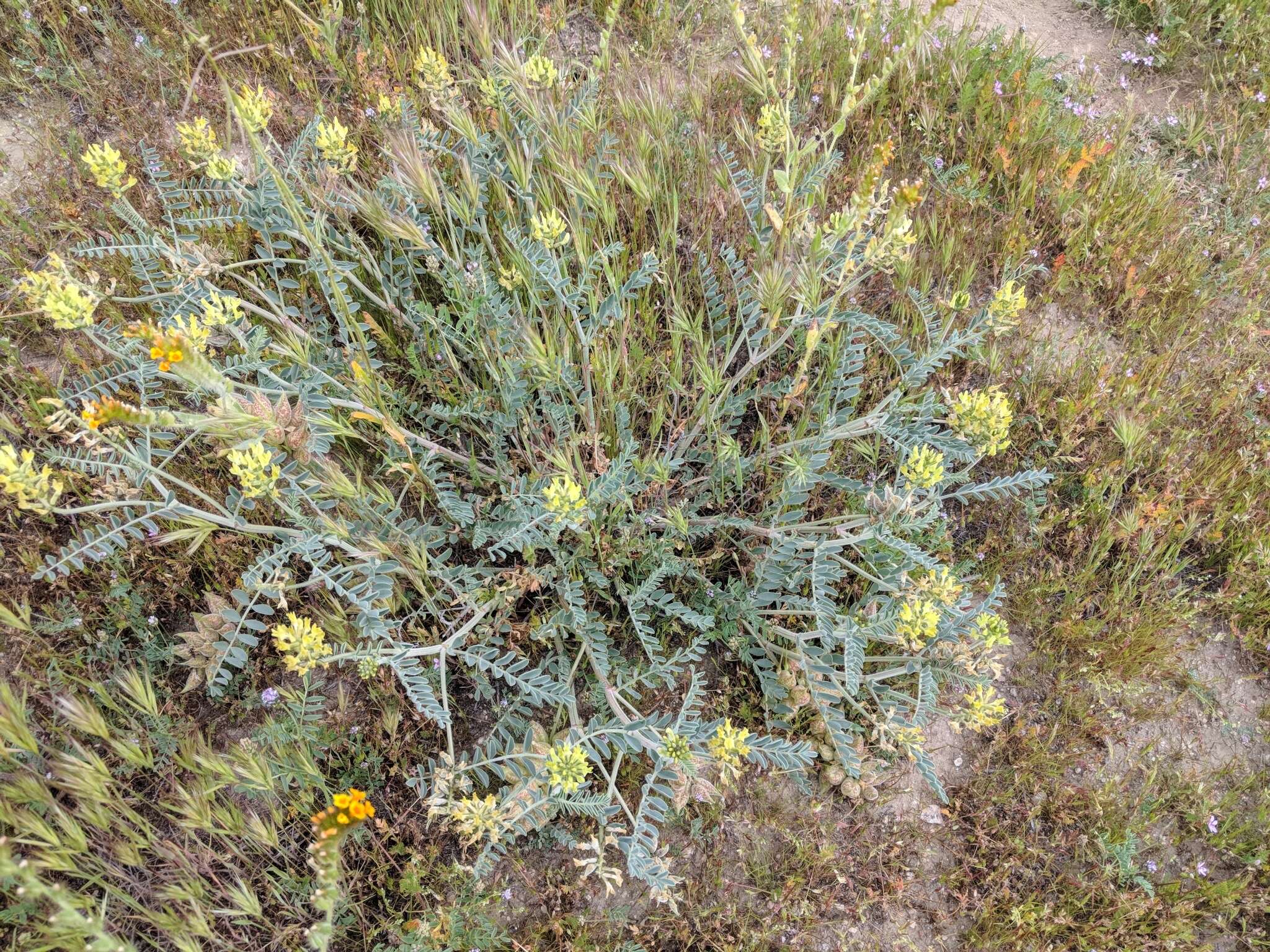 Astragalus lentiginosus var. nigricalycis M. E. Jones的圖片