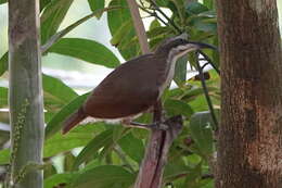 Image of Magnificent Riflebird