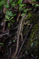 Image of Rose Whorltail Iguana