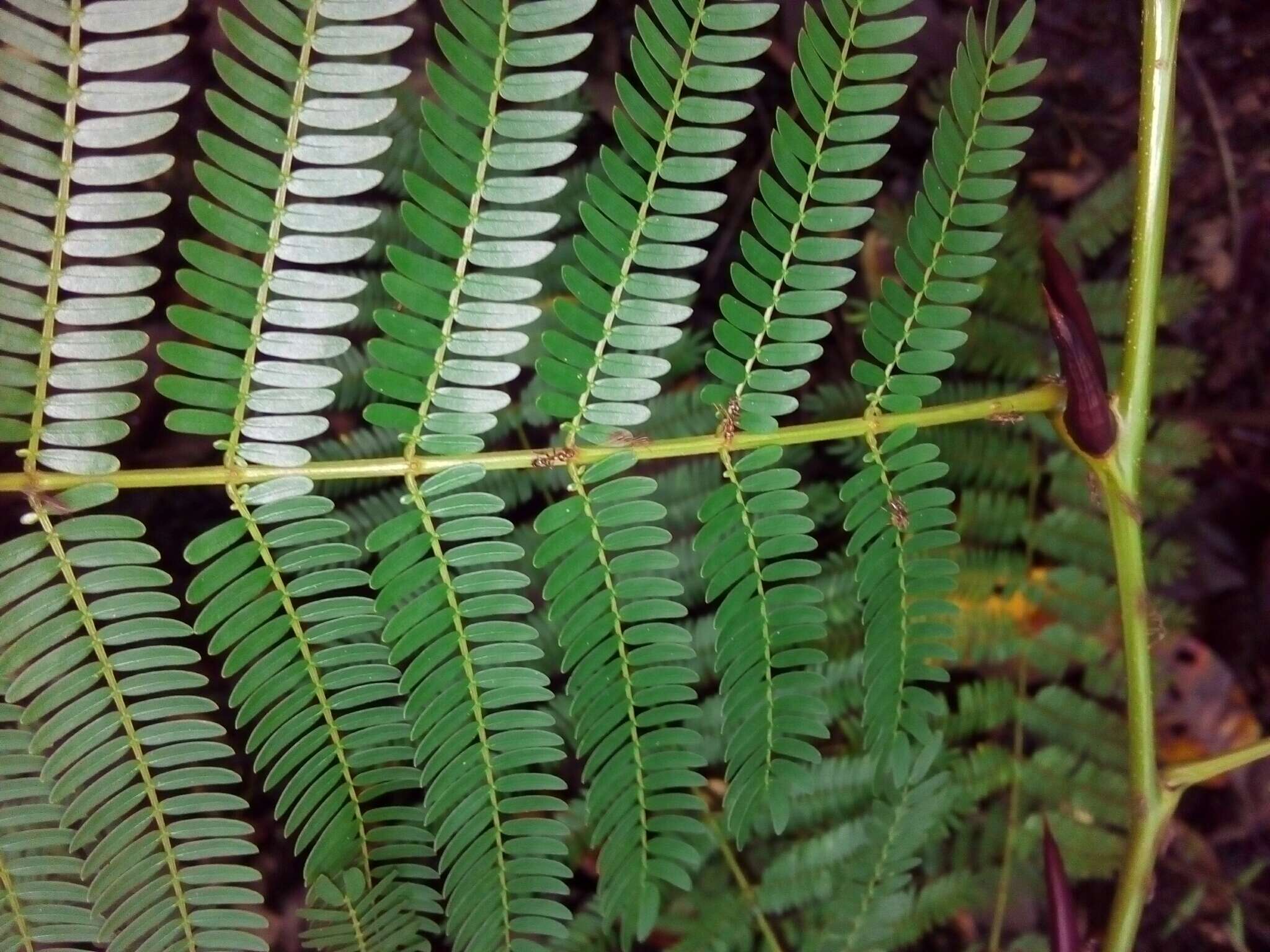 Image of Allen acacia